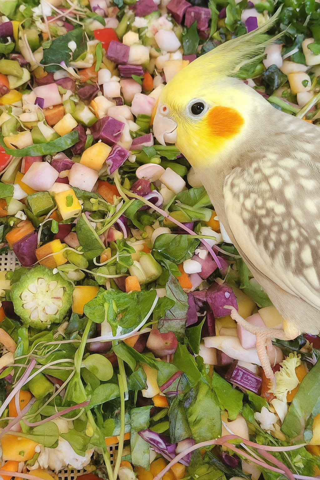 10-4 🌿 This Week’s Fresh Chop for Feathered Friends! 🐦