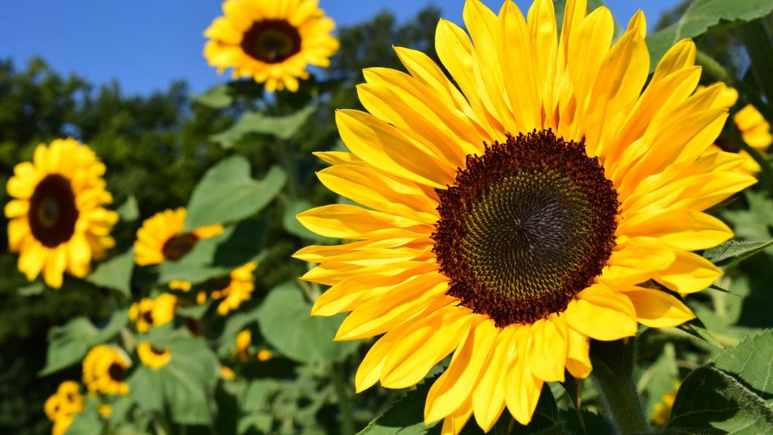 Sunflower Splendor: A Nutritious Delight for Your Parrot's Beak!