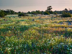 Did you know #4 Edible Oklahoma Wild Plants