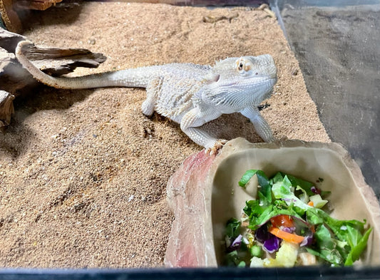 Reptile Chop - Please note this Item is only available for local pick up or delivery.